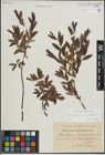 Foto von Salix lapponum L. x Salix myrtilloides L.